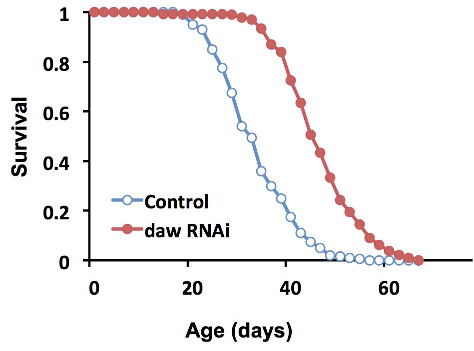 The life of flies: Flies in which expression of the protein dawdle was suppressed lived substantially longer than control flies. At about 40 days, a low percentage of control flies still lived, while a high percentage of dawdle-suppressed flies were still alive. Credit: Tatar lab/Brown University The life of flies: Flies in which expression of the protein dawdle was suppressed lived substantially longer than control flies. At about 40 days, a low percentage of control flies still lived, while a high percentage of dawdle-suppressed flies were still alive. Credit: Tatar lab/Brown University