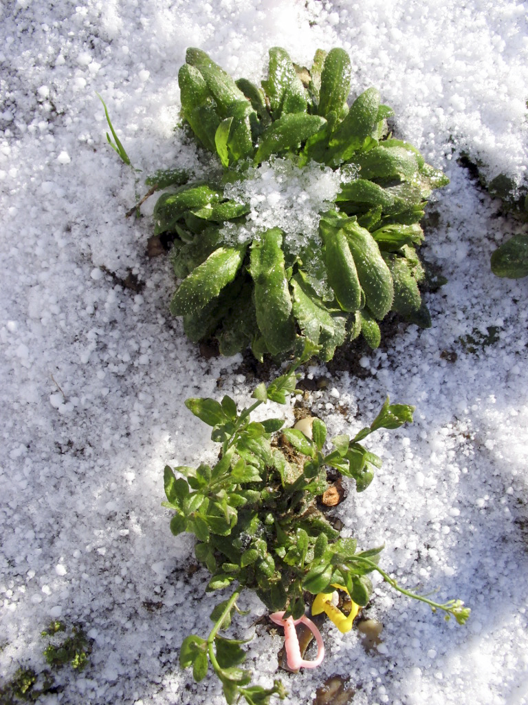 To Flower or Not to Flower?: Arabidopsis thaliana genotypes planted on the same day in September display dramatically different flowering times. To Flower or Not to Flower?: Arabidopsis thaliana genotypes planted on the same day in September display dramatically different flowering times.