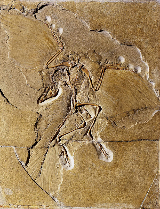 Berlin specimen of Archaeopteryx: Paleontologists have long thought that Archaeopteryx fossils, including this one discovered in Germany, placed the dinosaur at the base of the bird evolutionary tree. Credit: Museum für Naturkunde Berlin Berlin specimen of Archaeopteryx: Paleontologists have long thought that Archaeopteryx fossils, including this one discovered in Germany, placed the dinosaur at the base of the bird evolutionary tree. Credit: Museum für Naturkunde Berlin