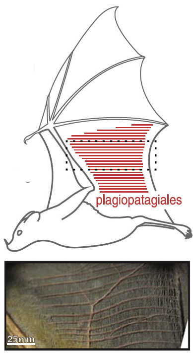 Wing surface changes during flight: Area of detail shows plagiopatagiales, tiny muscles that work together to stiffen or reshape an area of the bat’s wing during the wingbeat cycle. Wing surface changes during flight: Area of detail shows plagiopatagiales, tiny muscles that work together to stiffen or reshape an area of the bat’s wing during the wingbeat cycle.