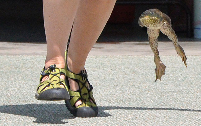 Out of the lab and onto the stage: In labs, the record frog jump was 1.3 meters. In competition, a frog named Rosie the Ribiter jumped 2.1 meters. Clearly, it was time to leave the lab and visit the celebrated jumping frogs of Calaveras County.