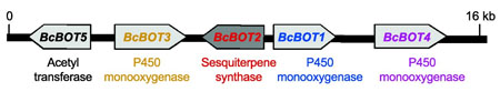 A deadly five-gene cluster: “The metabolic pathways for creating organic compounds typically involve gene clusters, like a package. One great advantage to our investigation is that if you find one gene for the manufacture of these organic compounds, you look to the left or to the right, and you find the others.” — David Cane