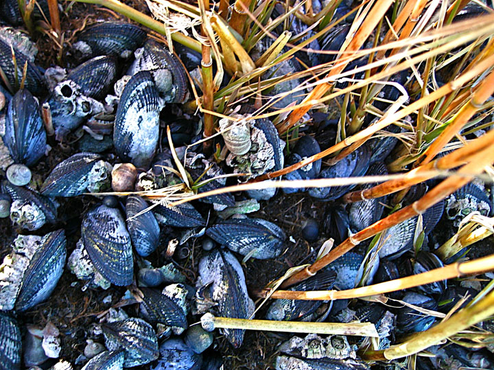 Nice neighborhood: Cordgrass and ribbed mussels along East Coast cobbled beaches provide shade and protection for the invasive Asian shore crab. Image: Andrew Altieri/Brown University Nice neighborhood: Cordgrass and ribbed mussels along East Coast cobbled beaches provide shade and protection for the invasive Asian shore crab. Image: Andrew Altieri/Brown University