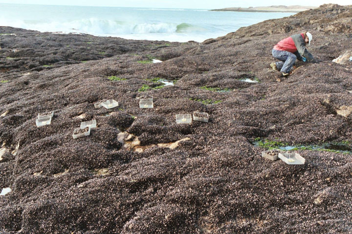Mussel beds in Patagonia: Hundreds of studies over two decades from sites around the world suggest that the Stress Gradient Hypothesis can be employed as a rule of thumb. “We’re no longer in the casual, earlier stages of ecology,” says biologist Mark Bertness. Mussel beds in Patagonia: Hundreds of studies over two decades from sites around the world suggest that the Stress Gradient Hypothesis can be employed as a rule of thumb. “We’re no longer in the casual, earlier stages of ecology,” says biologist Mark Bertness.