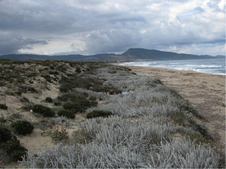 Stress in Sardinian sand dunes: Grasses, trees and shrubs have obvious differences, but in times of stress their communities exhibit less negative competitive pressure and more facilitative, positive interaction. Stress in Sardinian sand dunes: Grasses, trees and shrubs have obvious differences, but in times of stress their communities exhibit less negative competitive pressure and more facilitative, positive interaction.