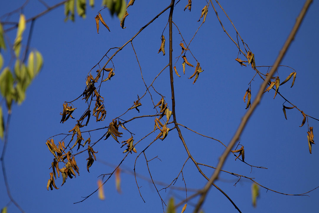 Signs and symptoms: Lifeless leaves on the outer branches of a tree typically mark the arrival of Dutch elm disease. Because the disease can spread rapidly, quick removal is the best strategy to protect other elms. Signs and symptoms: Lifeless leaves on the outer branches of a tree typically mark the arrival of Dutch elm disease. Because the disease can spread rapidly, quick removal is the best strategy to protect other elms.