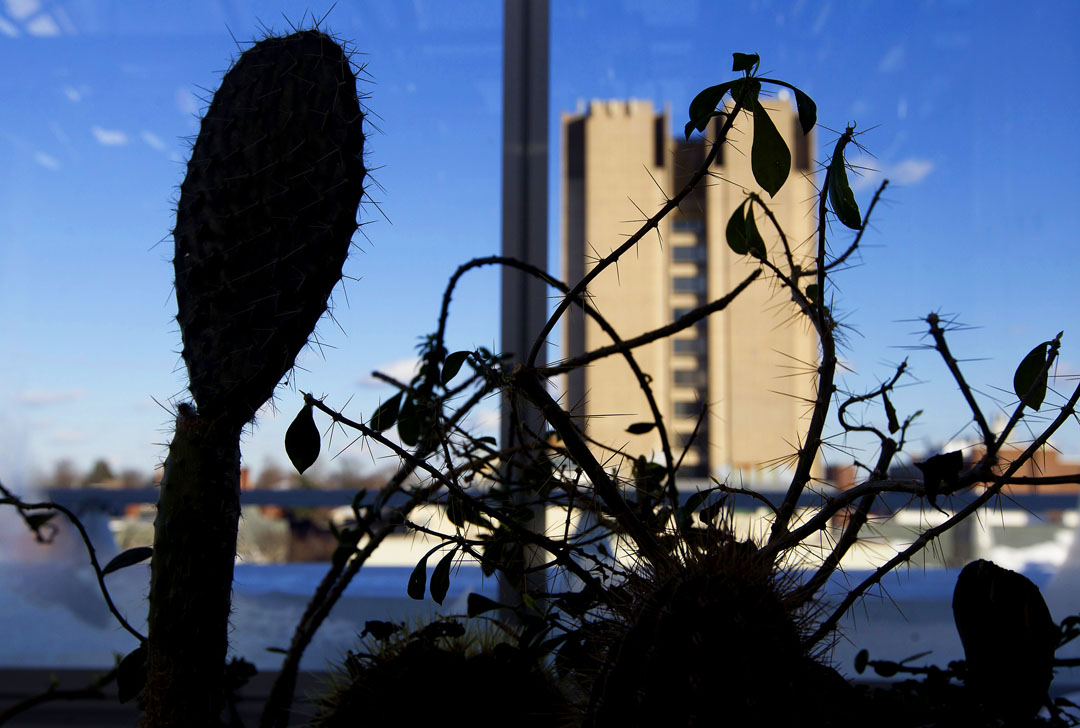 To keep a steady climate: Outside, it’s winter. Inside, cacti flourish in hot, dry areas next to areas that can mimic tropics or tundra.