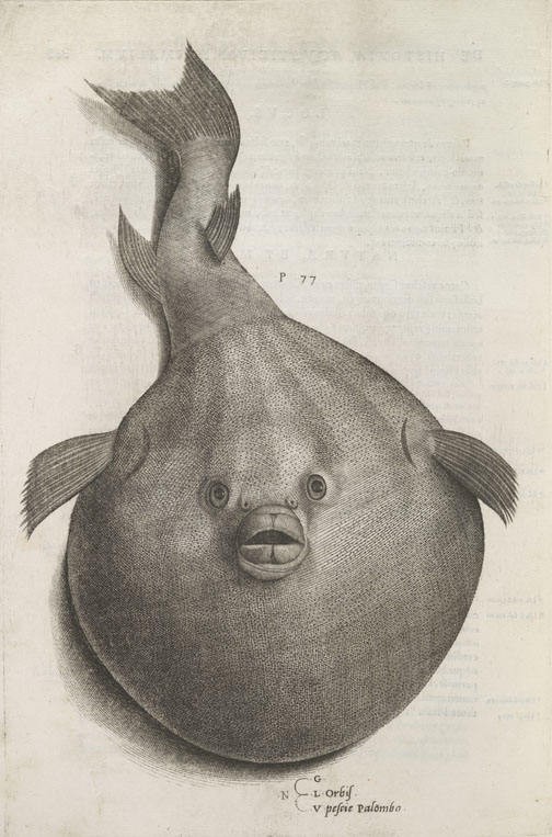 Amy Podmore, Measured Rest: From Ippolito Salviani’s 1557 Aquatilium animalium historiae, liber primus. (Lownes Collection) Amy Podmore, Measured Rest: From Ippolito Salviani’s 1557 Aquatilium animalium historiae, liber primus. (Lownes Collection)