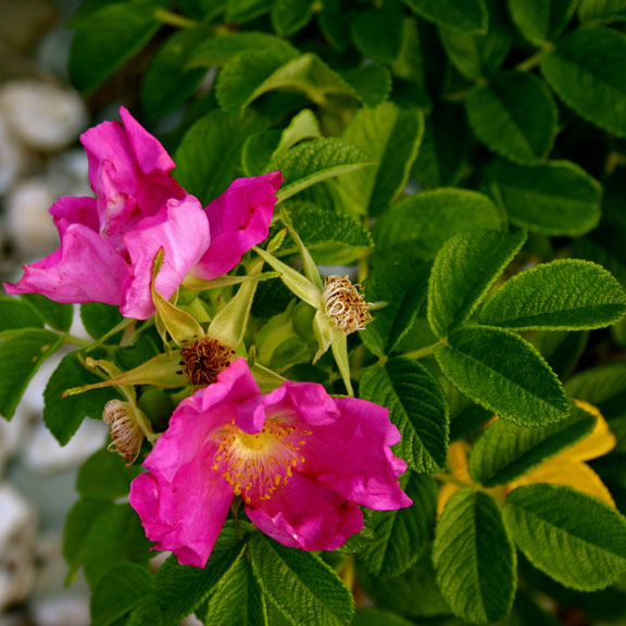 Salt Spray Rose: Salt Spray Rose: