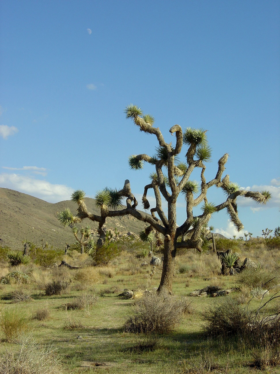 Joshua tree: Hospitable growing regions may move elsewhere because of climate change, leaving ancient trees and other lifeforms without a home. Credit: Wikipedia Commons Joshua tree: Hospitable growing regions may move elsewhere because of climate change, leaving ancient trees and other lifeforms without a home. Credit: Wikipedia Commons