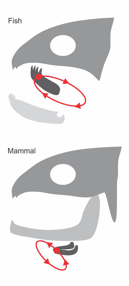 Chewing styles for different purposes: Fish use tongue muscles to thrust food backward, while mammals use tongue muscles to position food for grinding. Chewing styles for different purposes: Fish use tongue muscles to thrust food backward, while mammals use tongue muscles to position food for grinding.