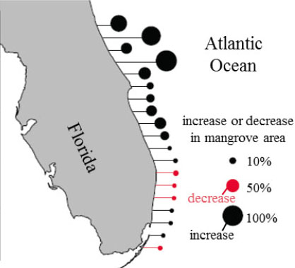 Mangroves on the move: Changes along the Florida coast are already well underway, but the effect on the ecosystem — and what it might mean for food webs — is not certain. Credit: Kyle Cavanaugh/James Kellner Mangroves on the move: Changes along the Florida coast are already well underway, but the effect on the ecosystem — and what it might mean for food webs — is not certain. Credit: Kyle Cavanaugh/James Kellner
