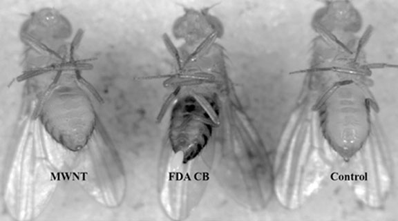 Nanotoxicity: While fly larvae appear to have ingested carbon nanostructures without harm, the nanostructures remained in their bodies through adulthood, raising questions about accumulation in the food chain. Nanotoxicity: While fly larvae appear to have ingested carbon nanostructures without harm, the nanostructures remained in their bodies through adulthood, raising questions about accumulation in the food chain.