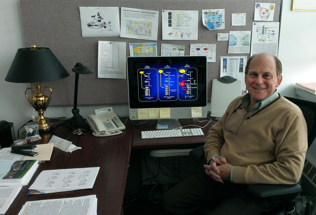 Eduardo A. Nillni: A complex set of neurochemical processes, newly unraveled, shows that obesity can sustain itself, impeding hormones that would curb appetite or increase the burn rate for calories. “This is so novel. Nobody ever looked at that.” Credit:&nbsp;David&nbsp;Orenstein/Brown&nbsp;University