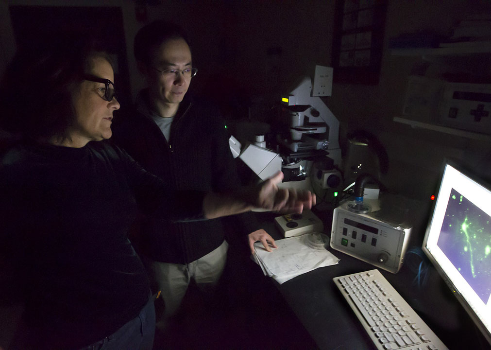 One size doesn’t fit all: Tayhas Palmore and Kwang-Min Kim showed that lamnin, the preferred scaffold for peripheral nerve cells, is not the best choice for culturing cells from the central nervous system. The protein apoE4 works much better. Credit: Mike Cohea/Brown University One size doesn’t fit all: Tayhas Palmore and Kwang-Min Kim showed that lamnin, the preferred scaffold for peripheral nerve cells, is not the best choice for culturing cells from the central nervous system. The protein apoE4 works much better. Credit: Mike Cohea/Brown University