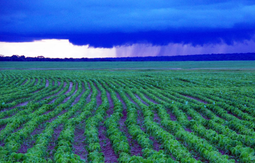 The tender land: By 2050 farmers will need to grow 70 percent more food. Managing phosphorus is critical — enough to support high yields, not enough to pollute waterways. Lessons from Iowa and Brazil could improve production with minimal environmental harm. The tender land: By 2050 farmers will need to grow 70 percent more food. Managing phosphorus is critical — enough to support high yields, not enough to pollute waterways. Lessons from Iowa and Brazil could improve production with minimal environmental harm.
