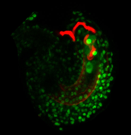 Ready. Aim, ... aim, ... aim, ... aim, ...: Pollen without a gene that codes for a protein called thionin cannot “hear” the pistil’s command to explode when their pollen tubes reach the ovule. They just keep growing, coiling inside the ovule (above), and fertilization does not occur. Credit:&nbsp;Johnson&nbsp;lab/Brown&nbsp;University