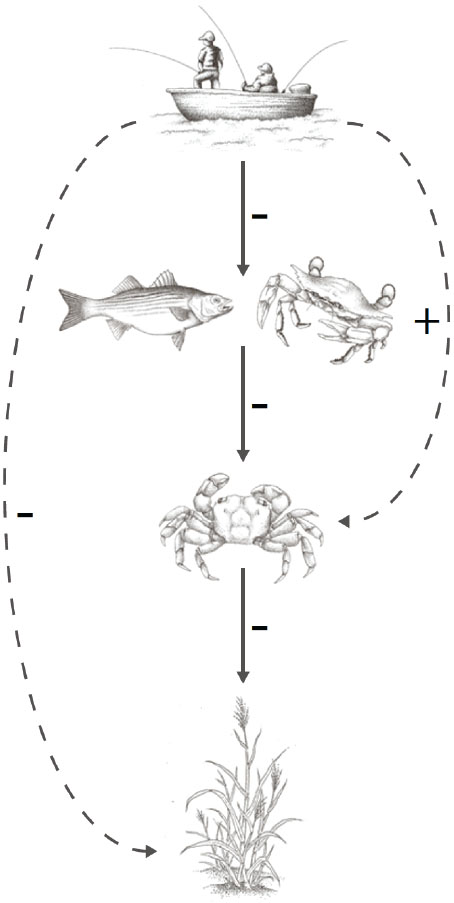 Food chain interrupted: By harvesting striped bass, blue crabs and other predators, recreational fishermen unwittingly allow the Sesarma crab population to soar, resulting in greater predation of marsh grasses. Food chain interrupted: By harvesting striped bass, blue crabs and other predators, recreational fishermen unwittingly allow the Sesarma crab population to soar, resulting in greater predation of marsh grasses.