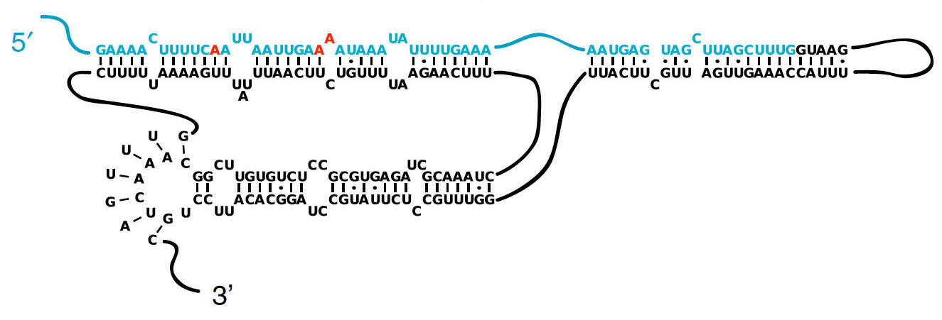 The predicted pseudoknot: RNA of the fruit fly para gene includes an arm-like structure jutting from the bottom that ends in a ring-shaped “pseudoknot” of nucleotides. The structure gives the RNA editing enzyme dADAR a new place to connect, producing an alternate way of editing nucleotides (in red). The predicted pseudoknot: RNA of the fruit fly para gene includes an arm-like structure jutting from the bottom that ends in a ring-shaped “pseudoknot” of nucleotides. The structure gives the RNA editing enzyme dADAR a new place to connect, producing an alternate way of editing nucleotides (in red).