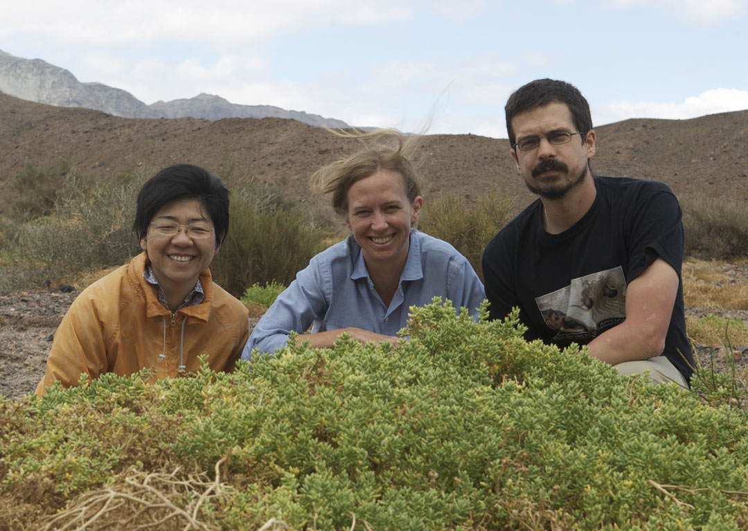 Field work: Erika Edwards (center), Matt Ogburn and postdoc Monica Arakaki found the rare succulent species Halophytum ameghinoi, which has 3-D venation, on a collecting trip to Argentina in 2010. Photo courtesy of Erika Edwards Field work: Erika Edwards (center), Matt Ogburn and postdoc Monica Arakaki found the rare succulent species Halophytum ameghinoi, which has 3-D venation, on a collecting trip to Argentina in 2010. Photo courtesy of Erika Edwards