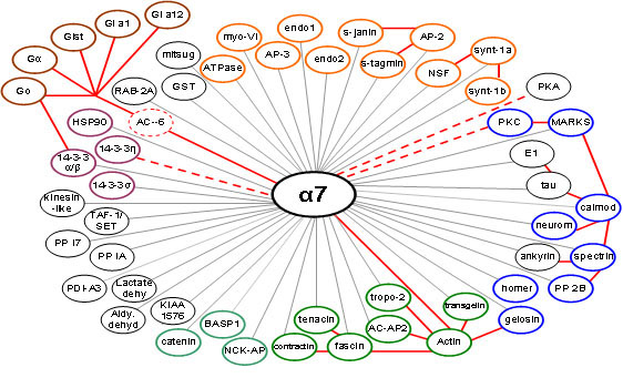 Ties that bind: Researchers have found that the alpha-7 receptor, a site known to bind
